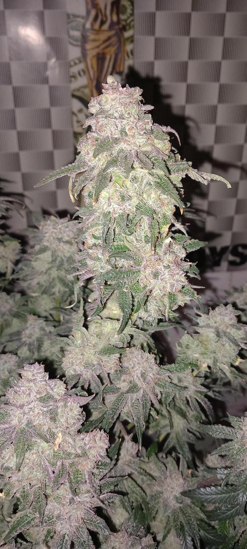 The Devil's Cookie One. Week 16