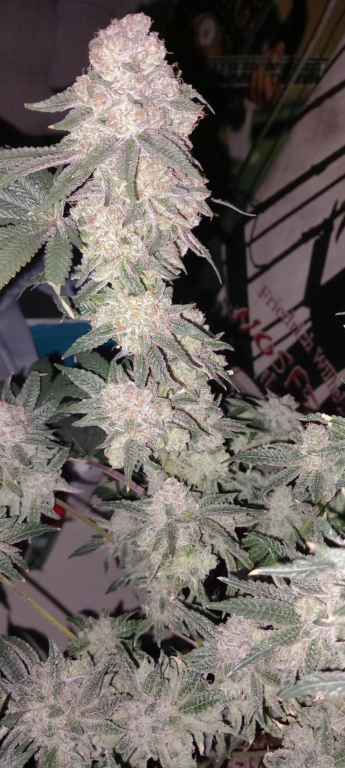 The Devil's Cookie One. Week 16