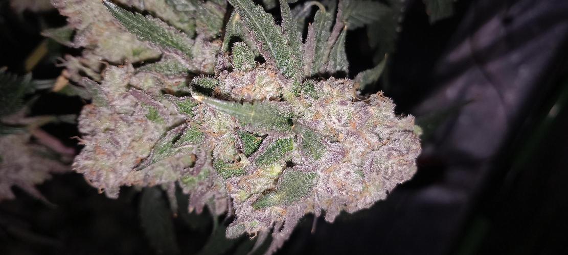 The Devil's Cookie One. Week 16