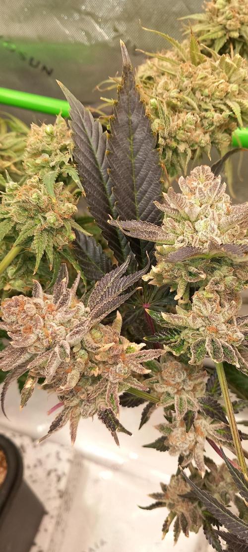 Orange Bud 2.0 Dutch Passion. Week 18
