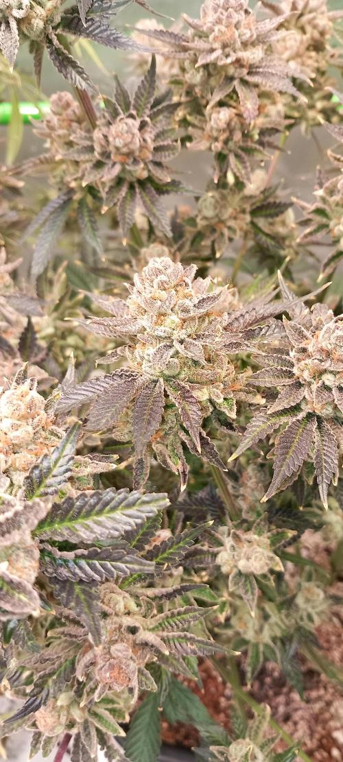 Orange Bud 2.0 Dutch Passion. Week 18