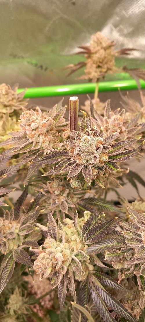 Orange Bud 2.0 Dutch Passion. Week 18