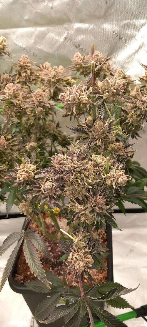 Orange Bud 2.0 Dutch Passion. Week 18