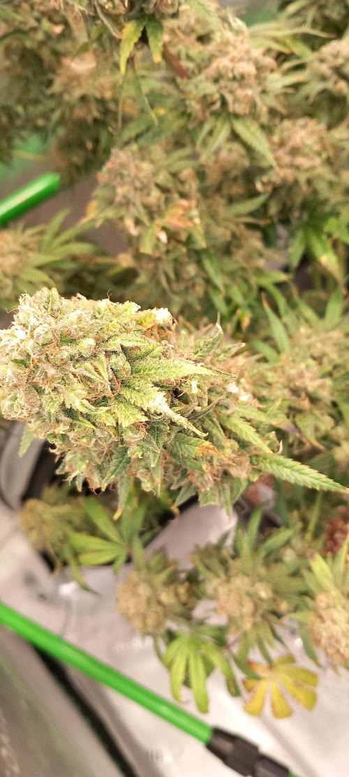 Orange Hill Special Dutch Passion. Week 17