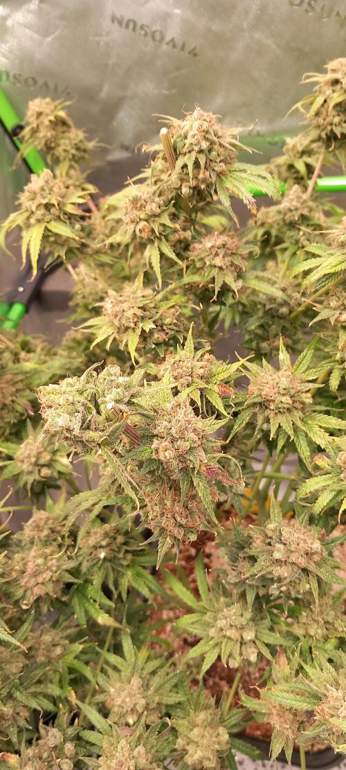 Orange Hill Special Dutch Passion. Week 17