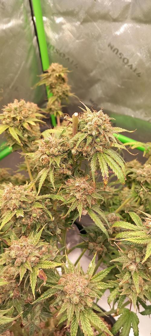 Orange Hill Special Dutch Passion. Week 17