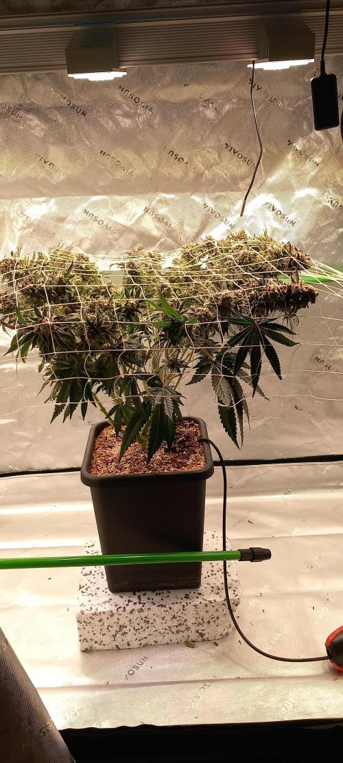 The Devil's Cookie One. Week 16
