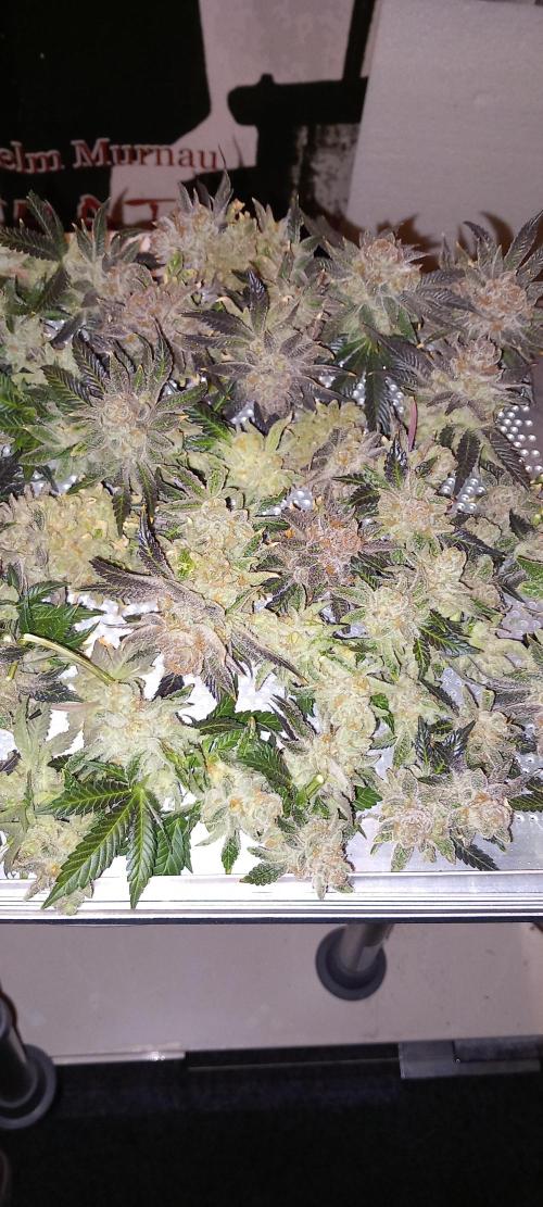 Orange Bud 2.0 Dutch Passion. Week 19