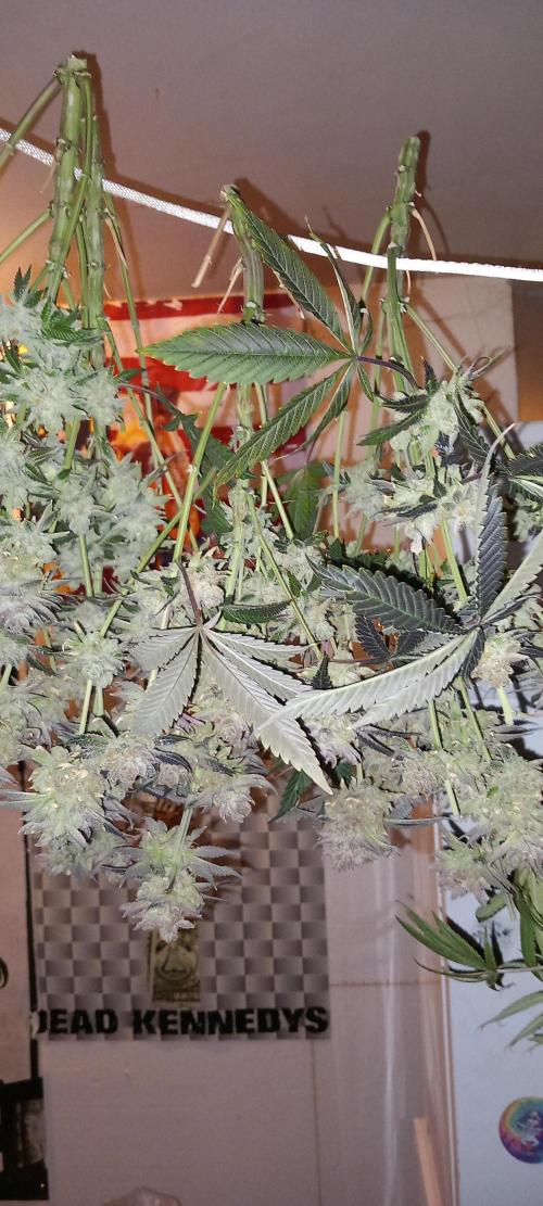 Orange Bud 2.0 Dutch Passion. Week 19