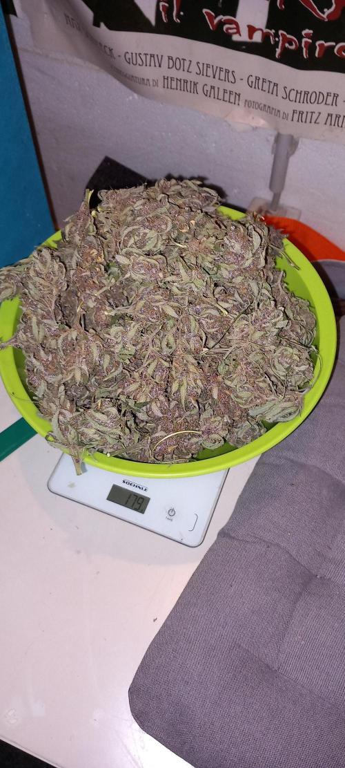 Triple G Automatic. Week 13