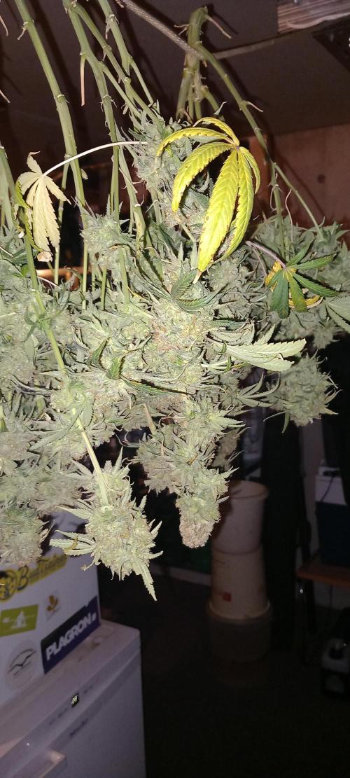 Orange Hill Special Dutch Passion. Week 18