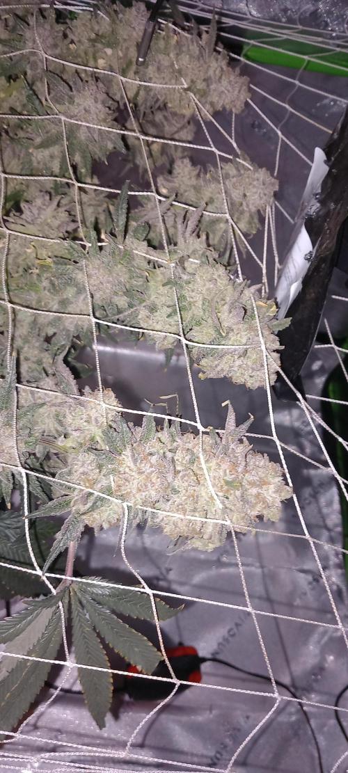 The Devil's Cookie One. Week 17