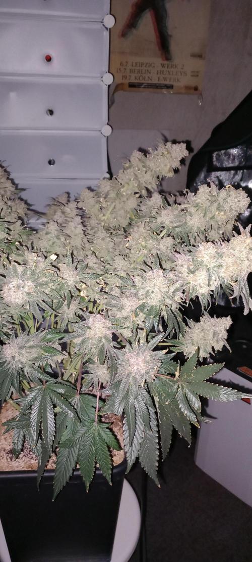 The Devil's Cookie One. Week 18