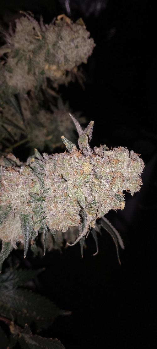 The Devil's Cookie One. Week 18