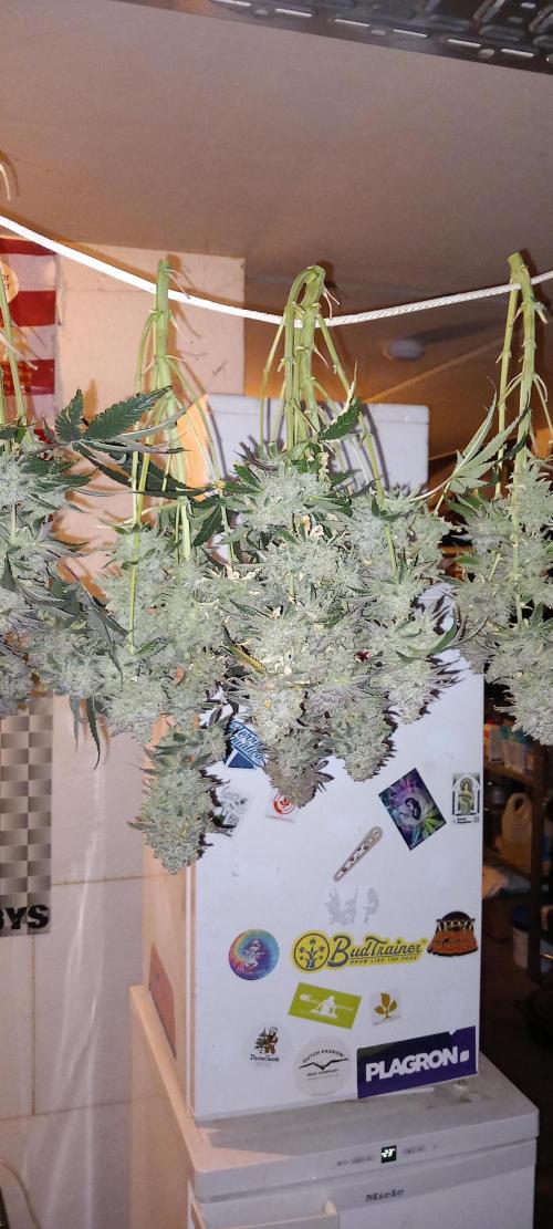 The Devil's Cookie One. Week 18