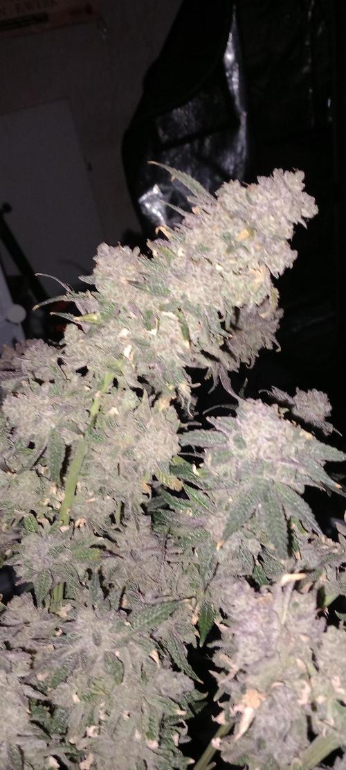 The Devil's Cookie One. Week 18