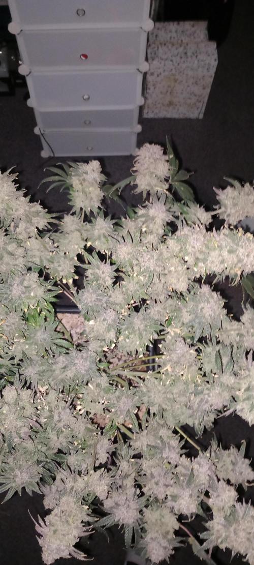 The Devil's Cookie One. Week 18