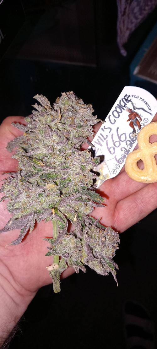The Devil's Cookie One. Week 18