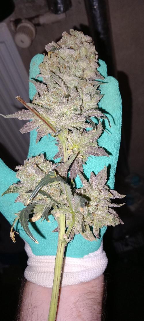 The Devil's Cookie One. Week 18
