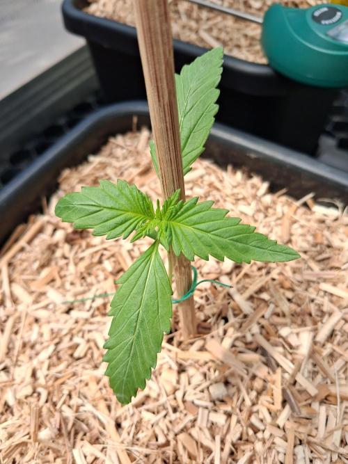Tangerine Splash Automatics . Week 2