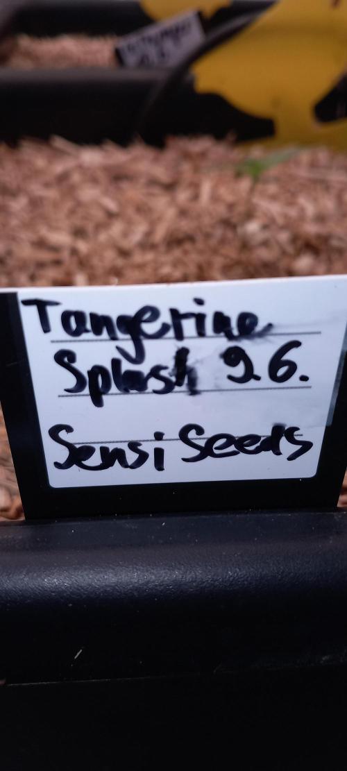 Tangerine Splash Auto Sensi Seeds. Week 1