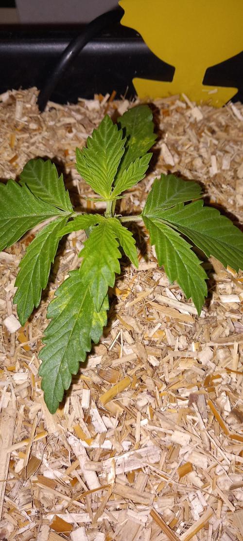 Tangerine Splash Auto Sensi Seeds. Week 2