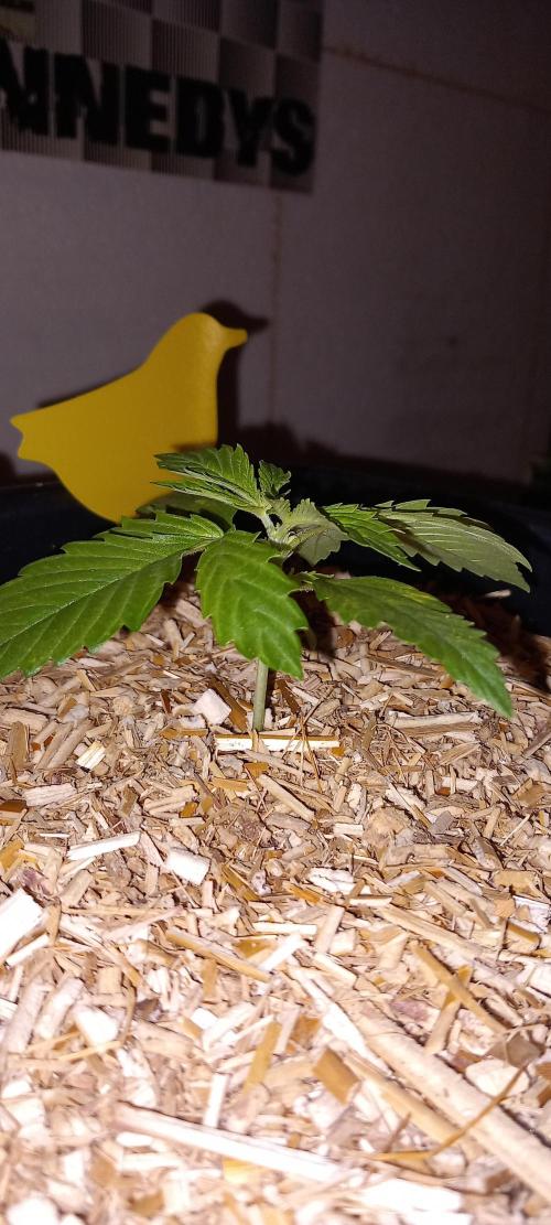 Tangerine Splash Auto Sensi Seeds. Week 2