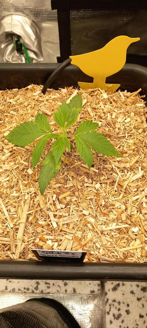 Tangerine Splash Auto Sensi Seeds. Week 2