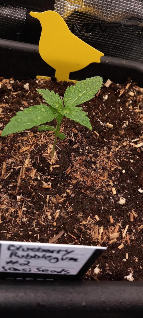 Blueberry Bubblegum. Week 1