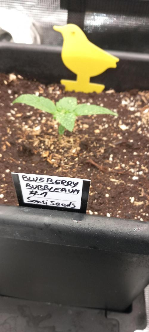 Blueberry Bubblegum. Week 1