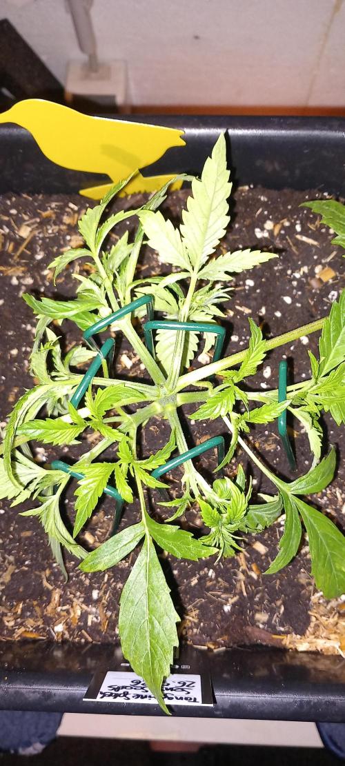 Tangerine Splash Auto Sensi Seeds. Week 3 - First LST to form her..