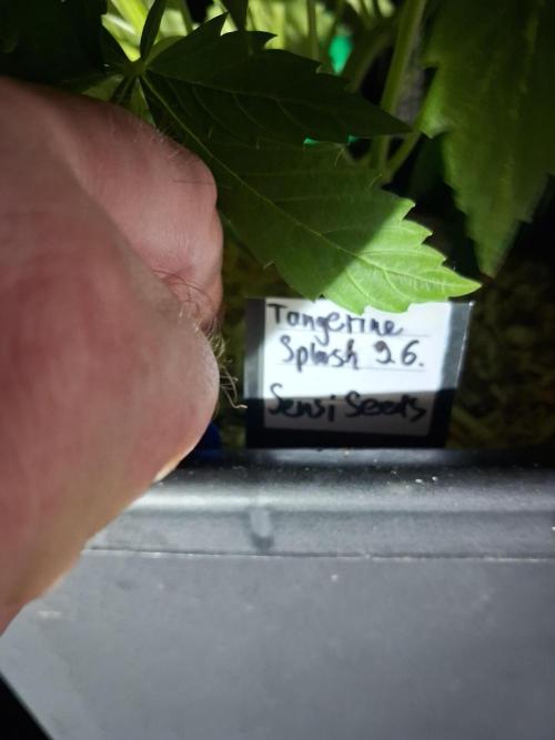 Tangerine Splash Auto Sensi Seeds. Week 4