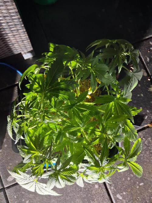 Tangerine Splash Auto Sensi Seeds. Week 4
