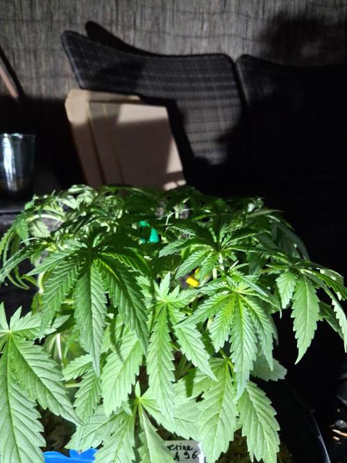 AUTOPOT 15. Week 4