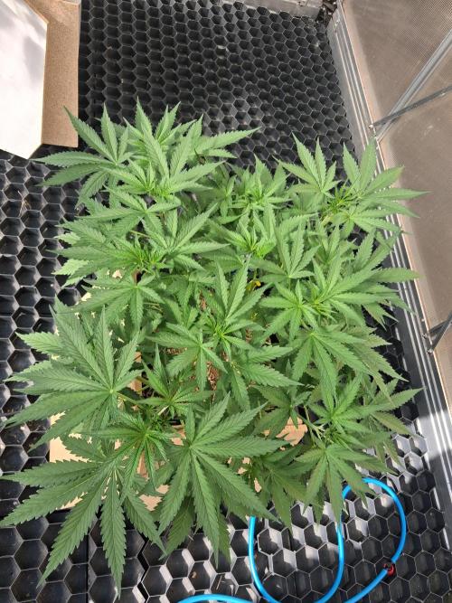 Tangerine Splash Auto Sensi Seeds. Week 5
