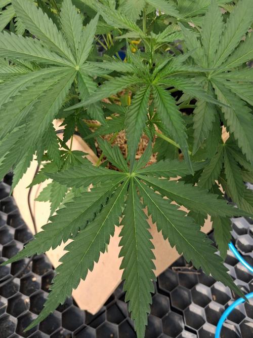 Tangerine Splash Auto Sensi Seeds. Week 5
