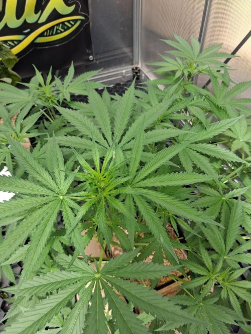Tangerine Splash Auto Sensi Seeds. Week 6