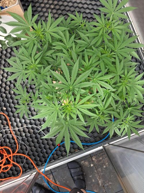 Tangerine Splash Auto Sensi Seeds. Week 6