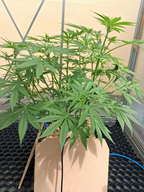 AUTOPOT 15. Week 6