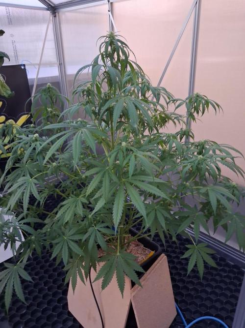 Tangerine Splash Auto Sensi Seeds. Week 8