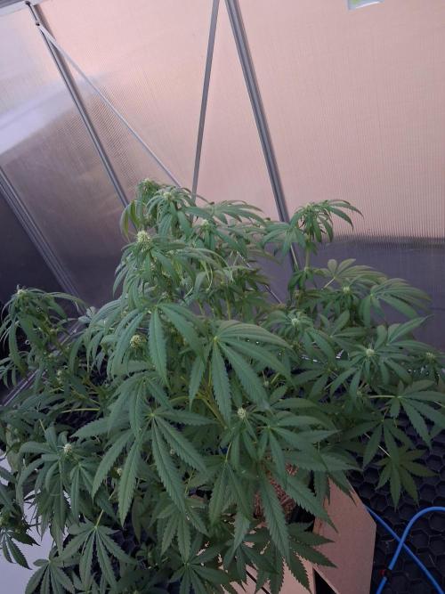 Tangerine Splash Auto Sensi Seeds. Week 8