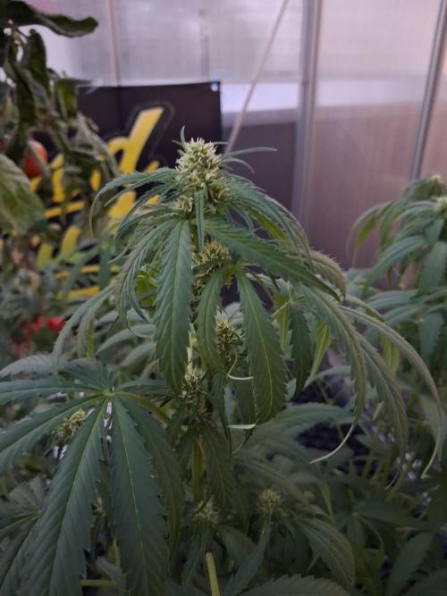Tangerine Splash Auto Sensi Seeds. Week 8