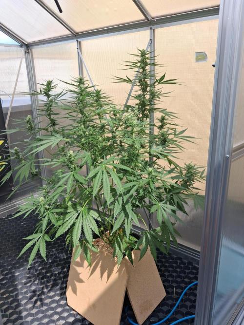 Tangerine Splash Auto Sensi Seeds. Week 9