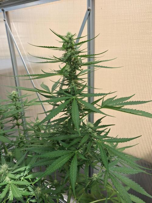 Tangerine Splash Auto Sensi Seeds. Week 9