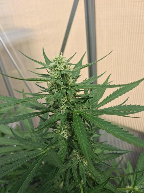 Tangerine Splash Auto Sensi Seeds. Week 9