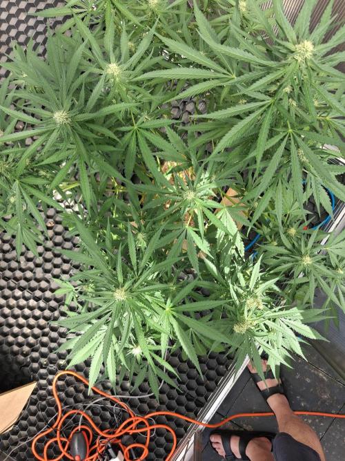 Tangerine Splash Auto Sensi Seeds. Week 9