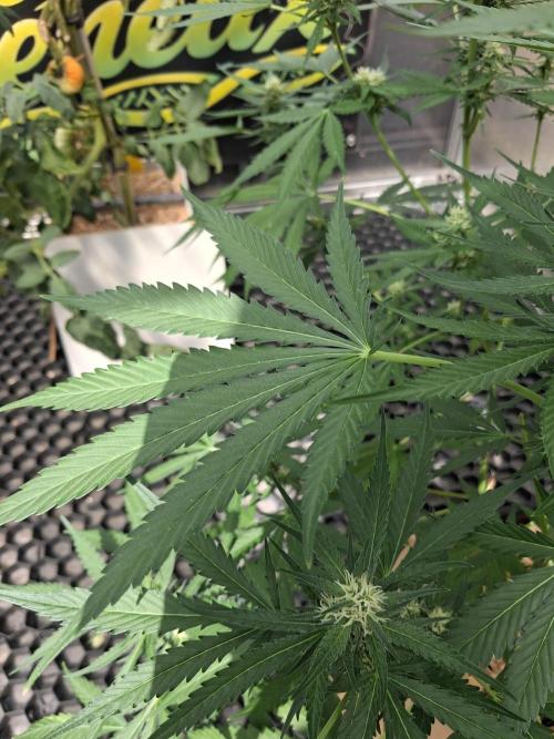 Tangerine Splash Auto Sensi Seeds. Week 9