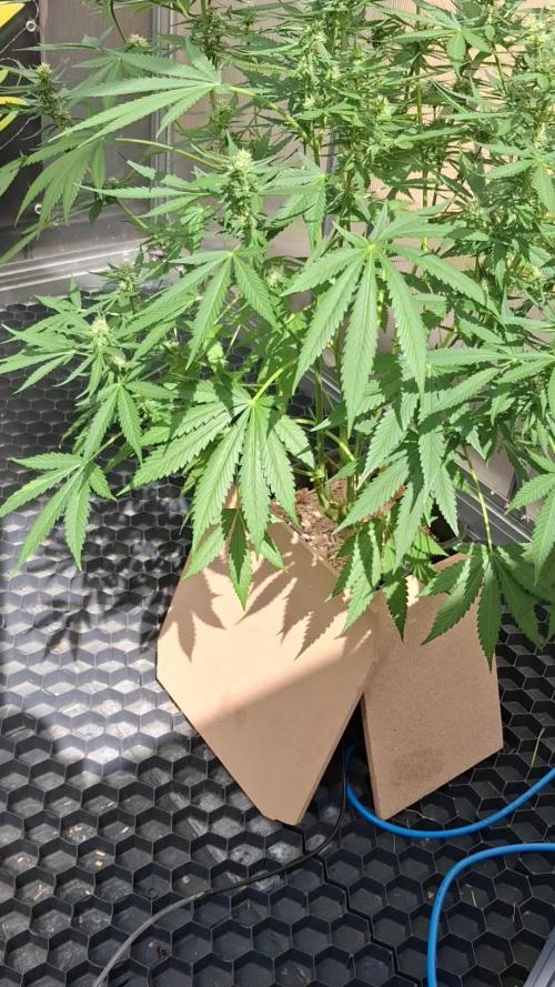 Tangerine Splash Auto Sensi Seeds