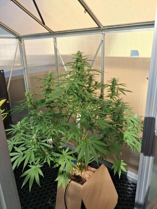 Tangerine Splash Auto Sensi Seeds. Week 10