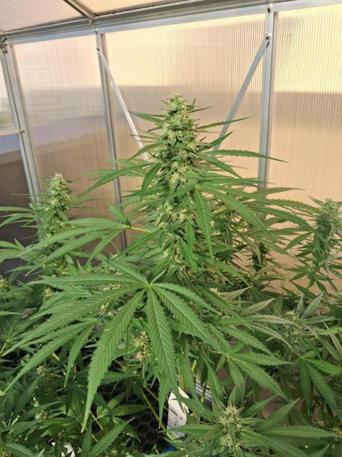 Tangerine Splash Auto Sensi Seeds. Week 10